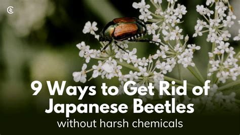 9 Ways To Get Rid Of Japanese Beetles Without Harsh Chemicals