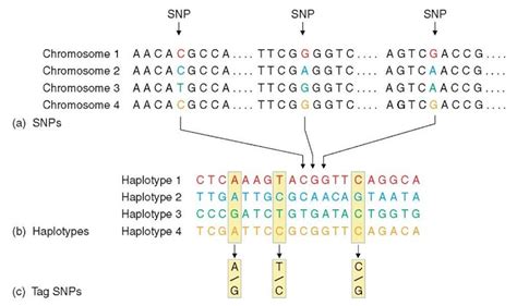 Haplotype Mapping Genomics