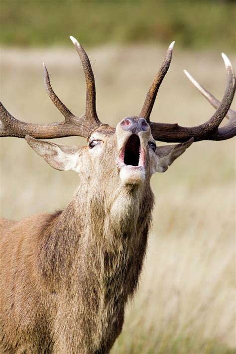 Male European Red Deer Photograph By John Devriesscience Photo Library