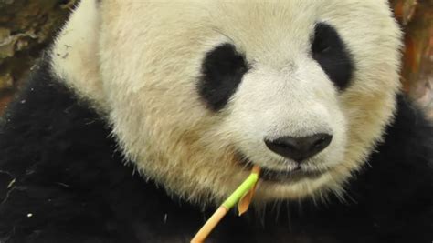 Giant Panda Ailuropoda Melanoleuca In Chengdu Sichuan China Panda Diet