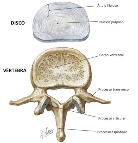 Anatomia Da Coluna O Que Você Precisa Saber Dr Alberto Gotfryd