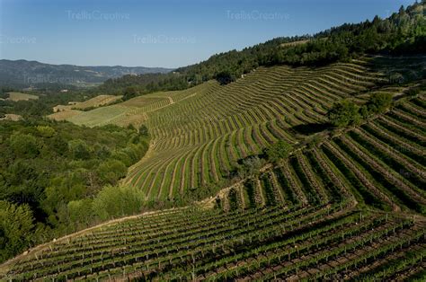 Image Aerial View Of Steep Hillside Vineyards In The Diamond Mountain
