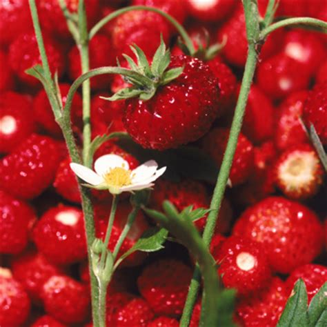 Manchmal ist schönheitspflege aber noch viel einfacher: Schönheit von innen mit Erdbeeren : Functional Food ...