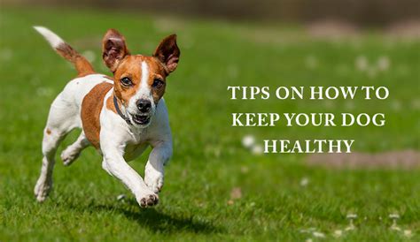 Tips On How To Keep Your Dog Healthy Discountpetcare