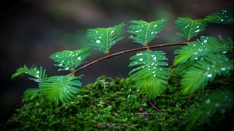 Free Download Green Leaves Water Rain Hd Wallpapers Desktop Images Full 4k High 1920x1080 For
