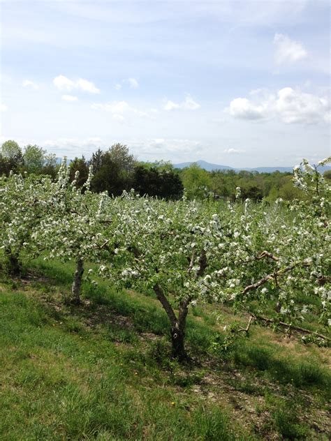 Apple Blossoms Vosburgh Orchards