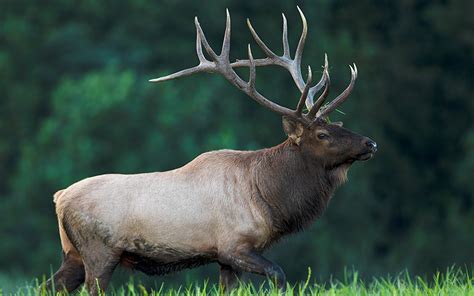 Six Hunters Successful In The Inaugural Elk Hunt In The Elk Management