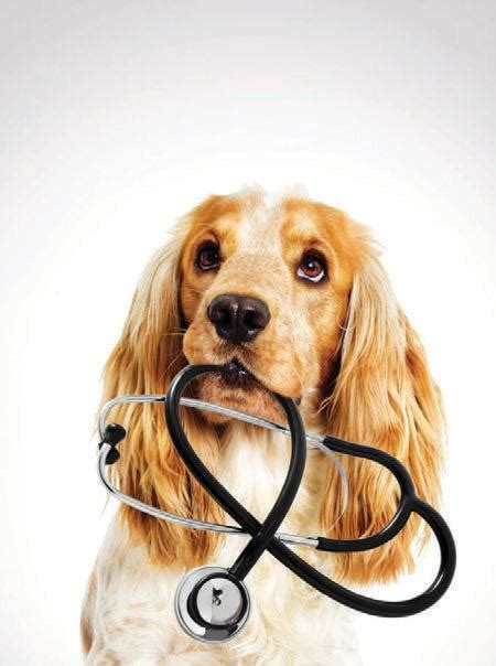Ensuring Your Pets Health The Importance Of Regular Veterinary Check Ups