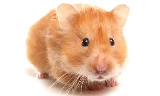 Water acts as a natural vitamin, restoring the goodness in your scalp. Will our dead hamster make me a social media star ...