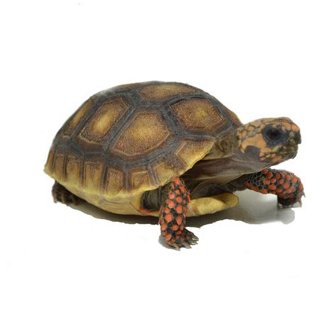 My Turtle Store Juvenile Elongated Tortoises For Sale