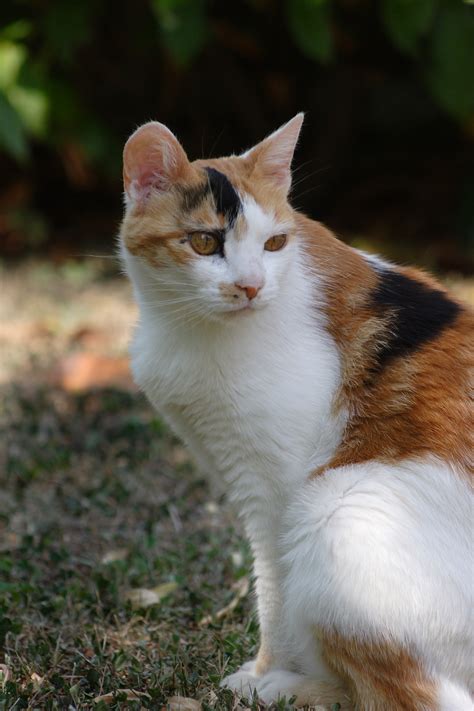 Fileminou Calico Cat Wikimedia Commons
