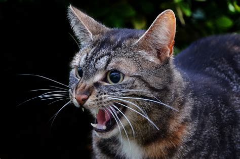 Top Tips To Stop Cat Hissing And Growling Effectively Pawtracks