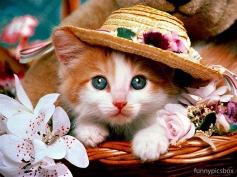 Cats With Hats Funny Pics Box