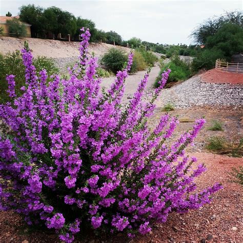 Wendys Hat Flowering Shrubs Garden Arbustos De Jardín Arbustos En