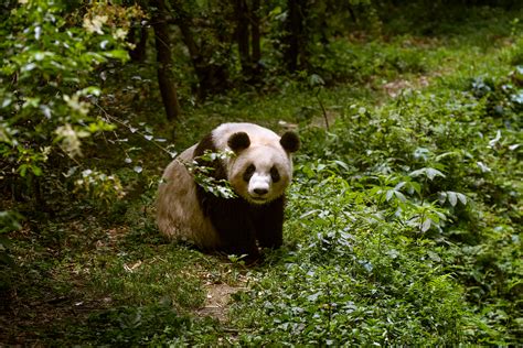 The Return Of Wild Giant Pandas Cgtn