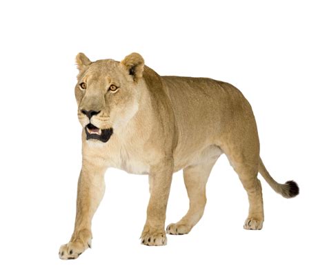 Lioness Png Image Png Arts