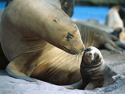 Seals Wallpapers Animals Library Seal Animal Funny