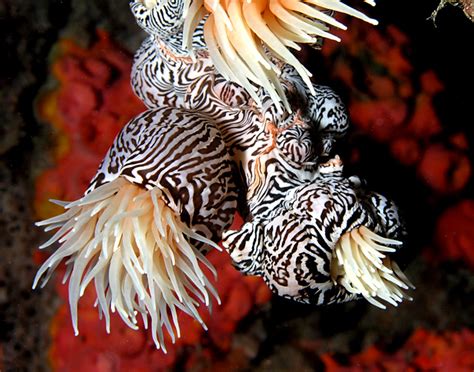 Sea Anemone Wiki Everipedia