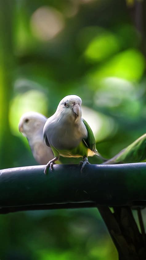 Green Bird Parrot Bokeh Hd Phone Wallpaper Peakpx