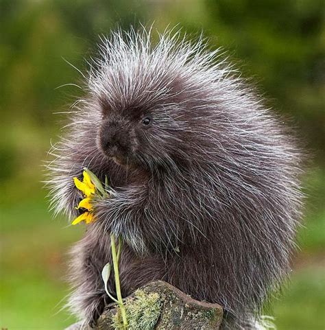 144 Best Images About Porcupine On Pinterest