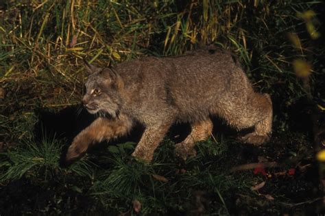 Free Picture Lynx Stalking Prey