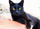 8 Cosas de los Gatos Negros que NUNCA te habían contado, ¡descúbrelo!