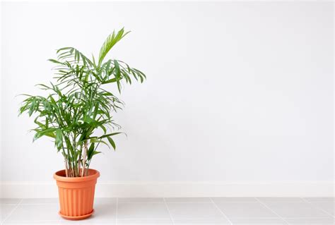 10 Lucky Plants For Office Desk Vastu Plants For Office To Bring Luck