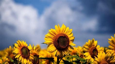 Imágenes De Girasoles Muy Bonitas Hermoso Paisaje De La Naturaleza