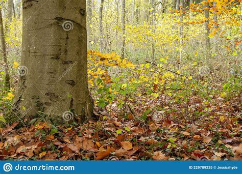 Beech Trees Autumnal Forest Stock Image Image Of Golden Changing