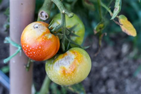 Fighting Tomato Blight 3 Keys To Keep Tomato Plants Healthy