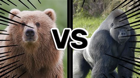Bear Vs Gorilla Ultimate Reaction Youtube
