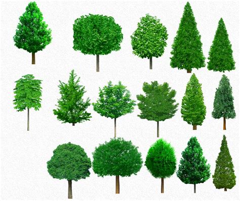 14 Psd Plants Trees Images Psd Tree Free Download Psd Trees Plants