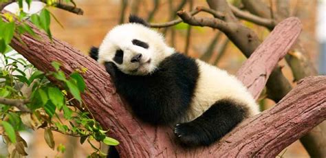 Panda Names For Cute Cuddly Pets