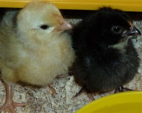 Rosecomb Bantam For Sale Chickens Breed Information Omlet