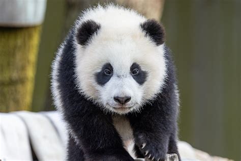 Attention The Zoos Panda Cub Is Learning New Tricks And Is A Very