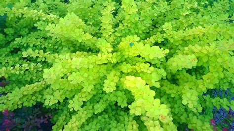 What Is This Colored Lime Barberry