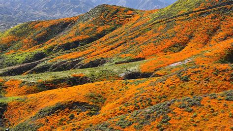 Aug 26, 2015 · congratulations to the authors of the top posts of 2019! Flower Power! Lake Elsinore Reopens Poppy Fields Amid ...
