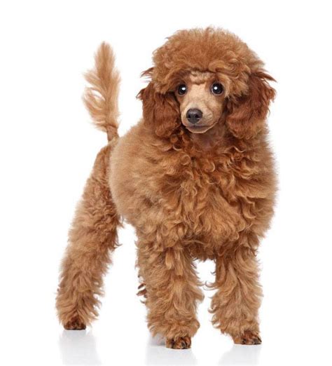 Female Poodle Names Your Girl Puppy Will Love
