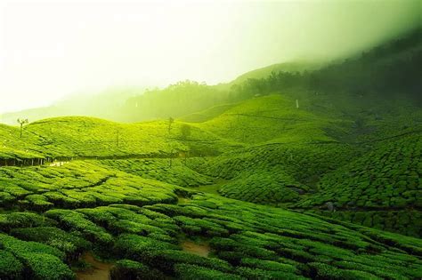 Tea Plantation Landscape Scenic Greenery Agriculture India Crop