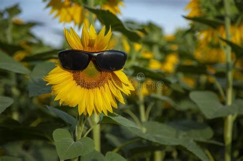Sunflower Wear Sunglasses Stock Image Image Of Beautiful 62177839