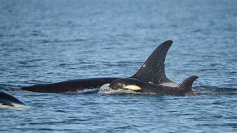 Southern Resident Killer Whales Are Starving Redefine Kcet