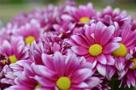 Purple Chrysanthemum Flowers Stock Image Image Of Dalia Blooming