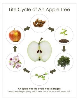Vector image life cycle of apple tree. Life Cycle of an Apple Tree; Montessori 8x10" Poster for Display