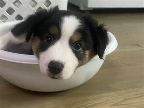 If you are unable to find your australian shepherd puppy in our puppy for sale or dog for sale sections, please consider looking thru thousands of australian shepherd dogs for adoption. Miniature Australian Shepherd For Sale in Oregon (19)