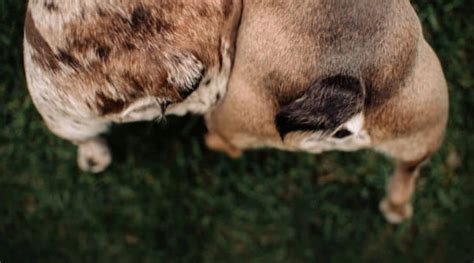 Analdrüsenentzündung Hund Hausmittel Symptome And 3 Ursachen