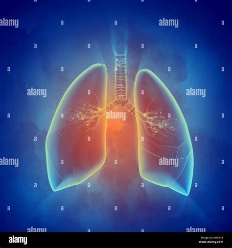 Schematic Illustration Of Human Lungs Stock Photo Alamy