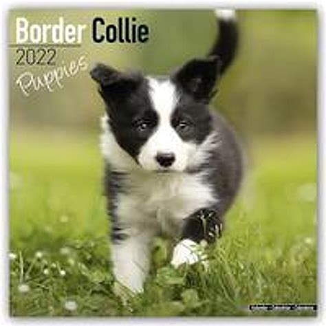 Border Collie Puppies Border Collie Welpen 2022 16 Monatskalender