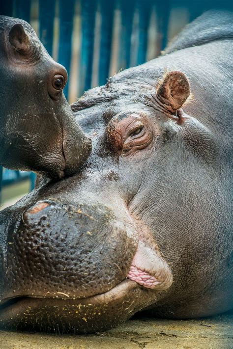 Baby Hippo Kiss Elephantshipporhinotapirmanateedugonghyrax