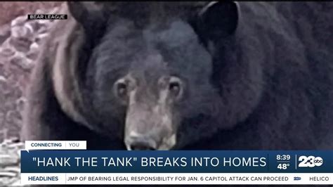 500 Lb Bear Breaks Into Lake Tahoe Homes Youtube