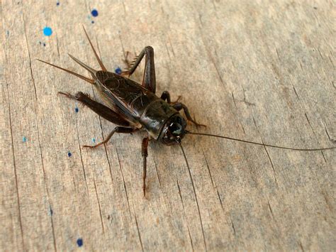 Silent Crickets Foil A Parasitic Fly By Using A Quick Evolutionary